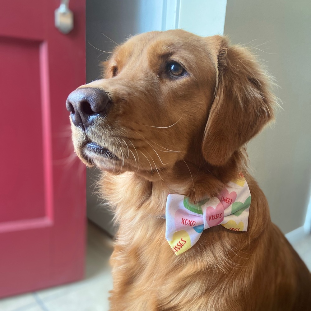 👻🍁🦃LIMITED TIME 10/15!! Custom Holiday Bow Ties🦃🍁👻 - Picture 1 of 9